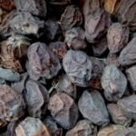 Gambhari FalKadu Kharik