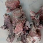 Koshta Kolinjan Indian