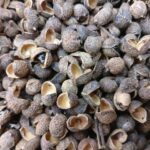 TOMAR BEEJ/TRIFALA BEEJ